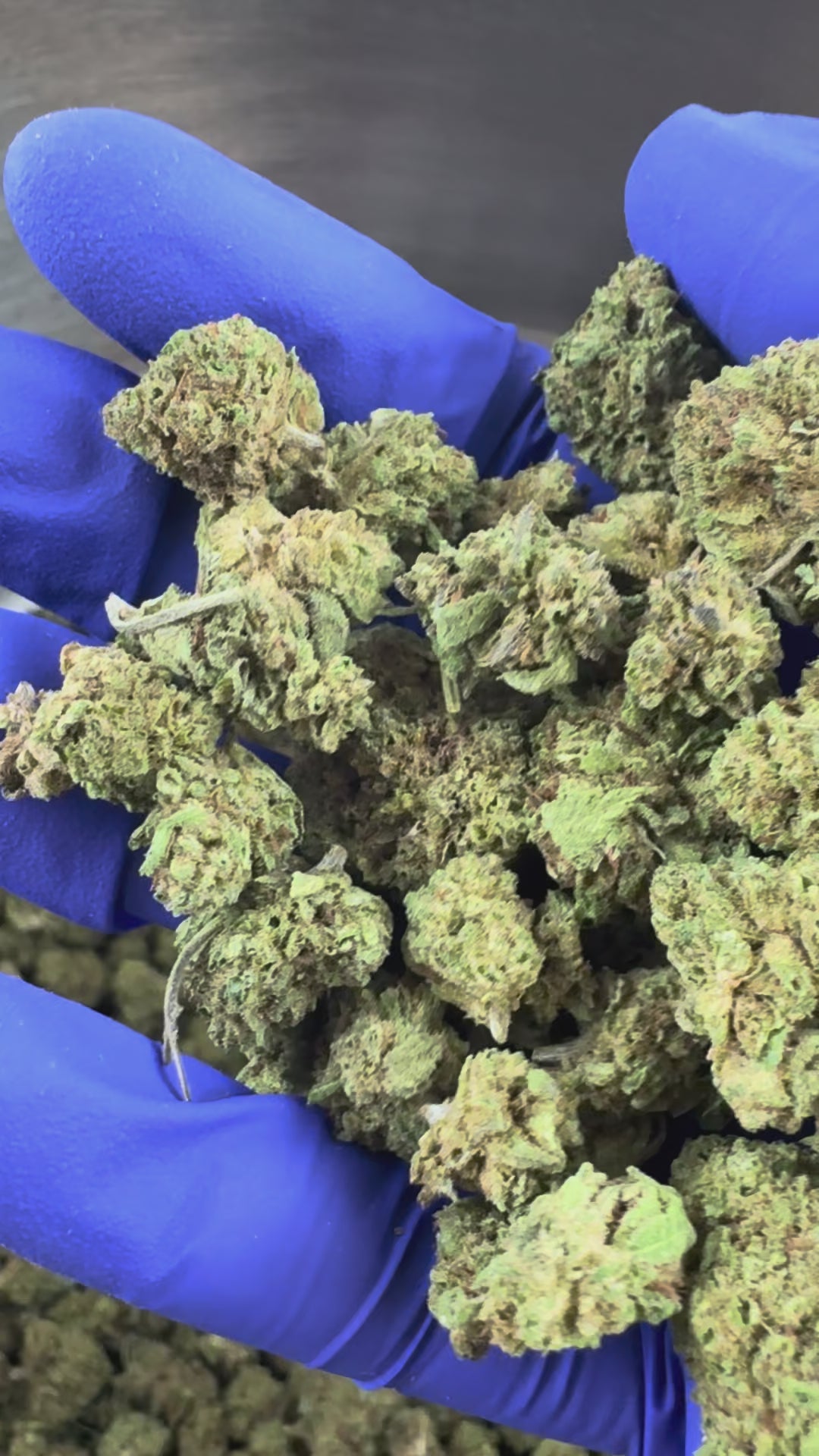 Charger la vidéo: Small buds Fanta - Hybride — vidéo de présentation