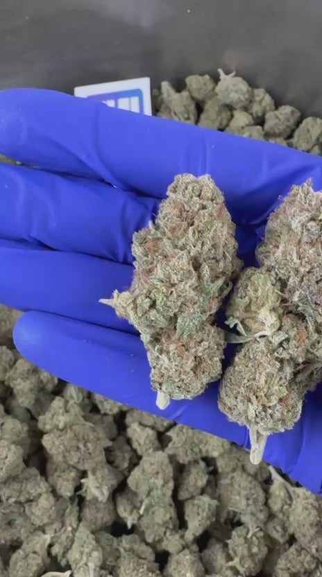 Cargar el vídeo: Vídeo de presentación del Malabar #B2 CBD Indoor