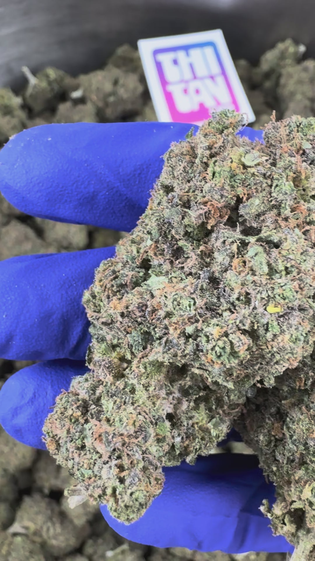 Charger la vidéo: Vidéo de présentation de la Rainbow Zangria CBD Indoor