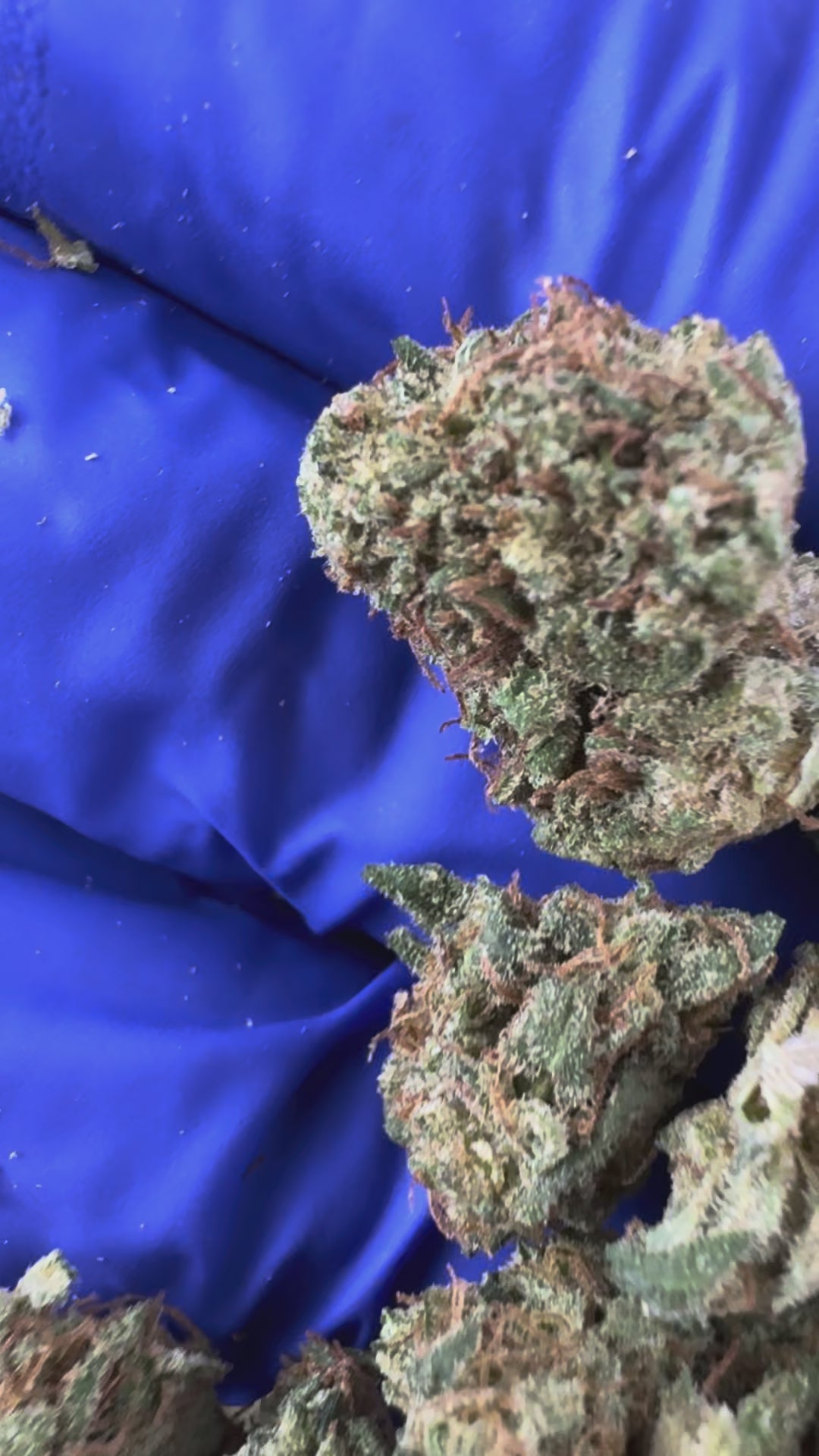 Charger la vidéo: Vidéo de présentation des Small Buds d'Orange Fritter Hybride