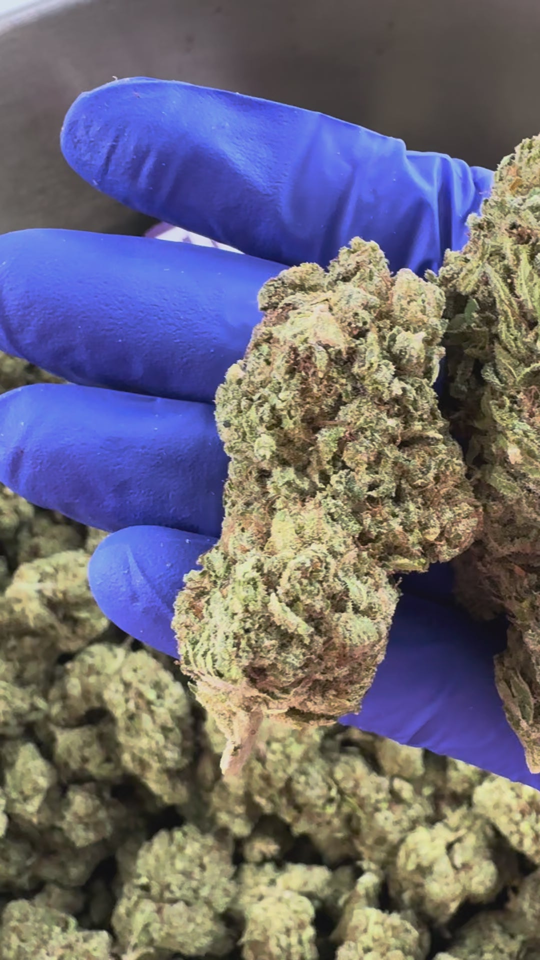 Načíst video: Malabar CBD – Indoor — prezentační video