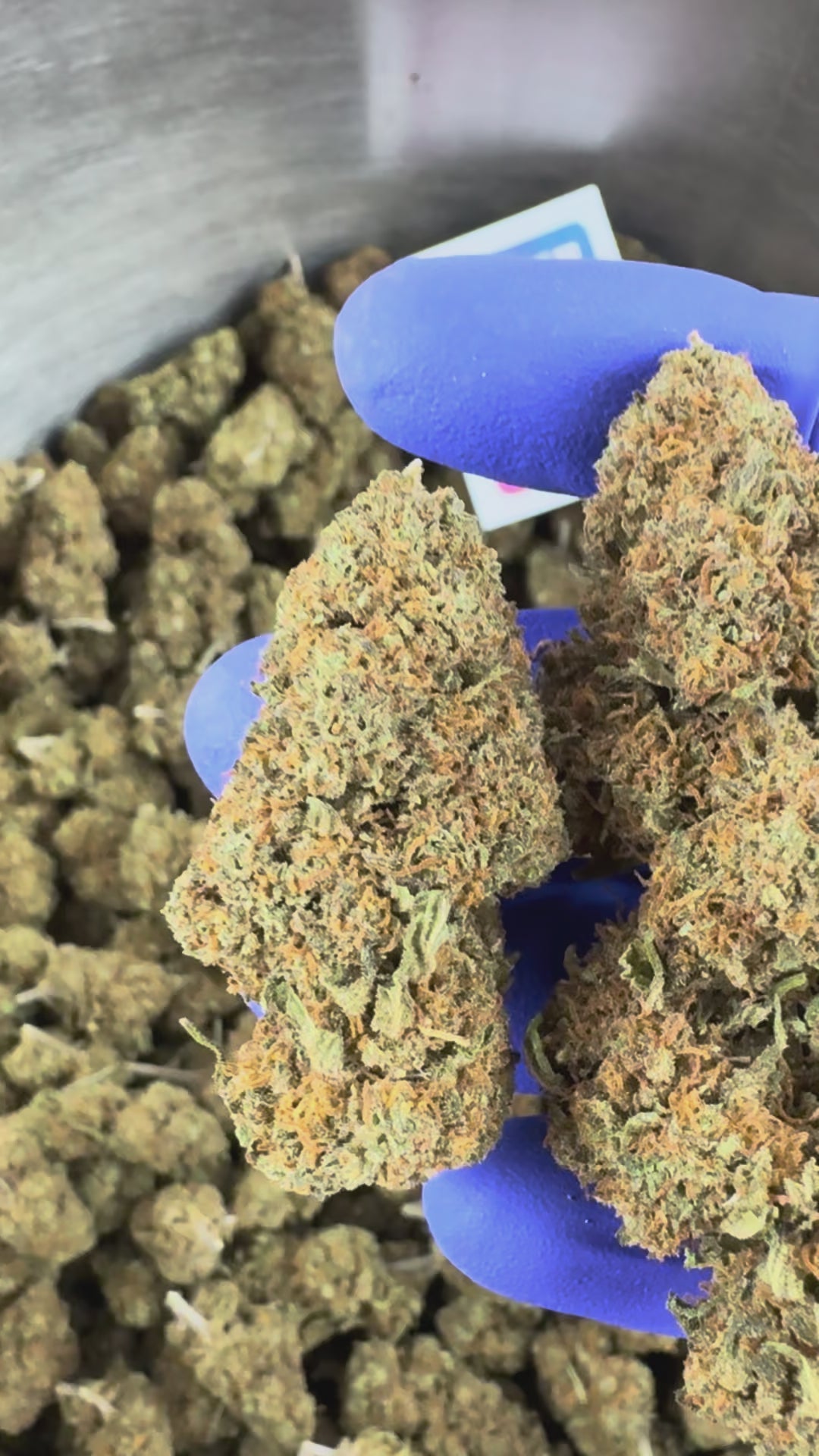 Charger la vidéo: Vidéo de présentation de la Strawberry Glasshouse CBD